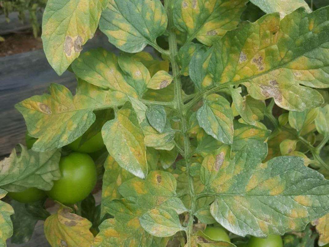 开金老师说,磷一般不缺,但是一