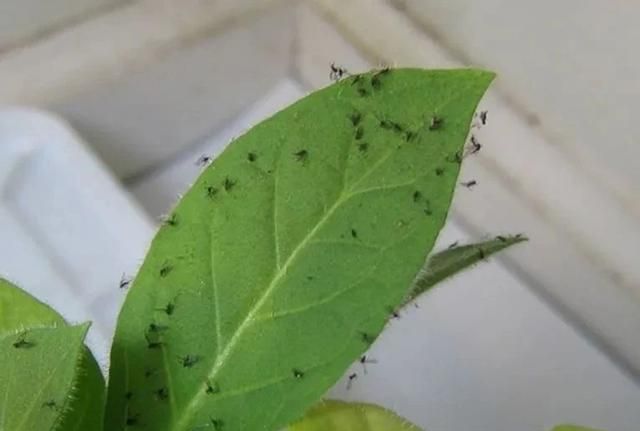 室内养花远离小黑飞,这几点做好,小黑飞自己就跑掉了