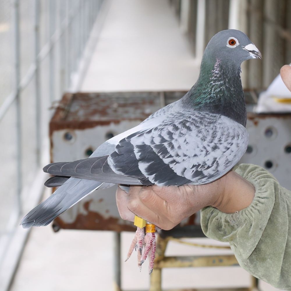 为什么不少鸽友喜欢用雨点雌鸽?