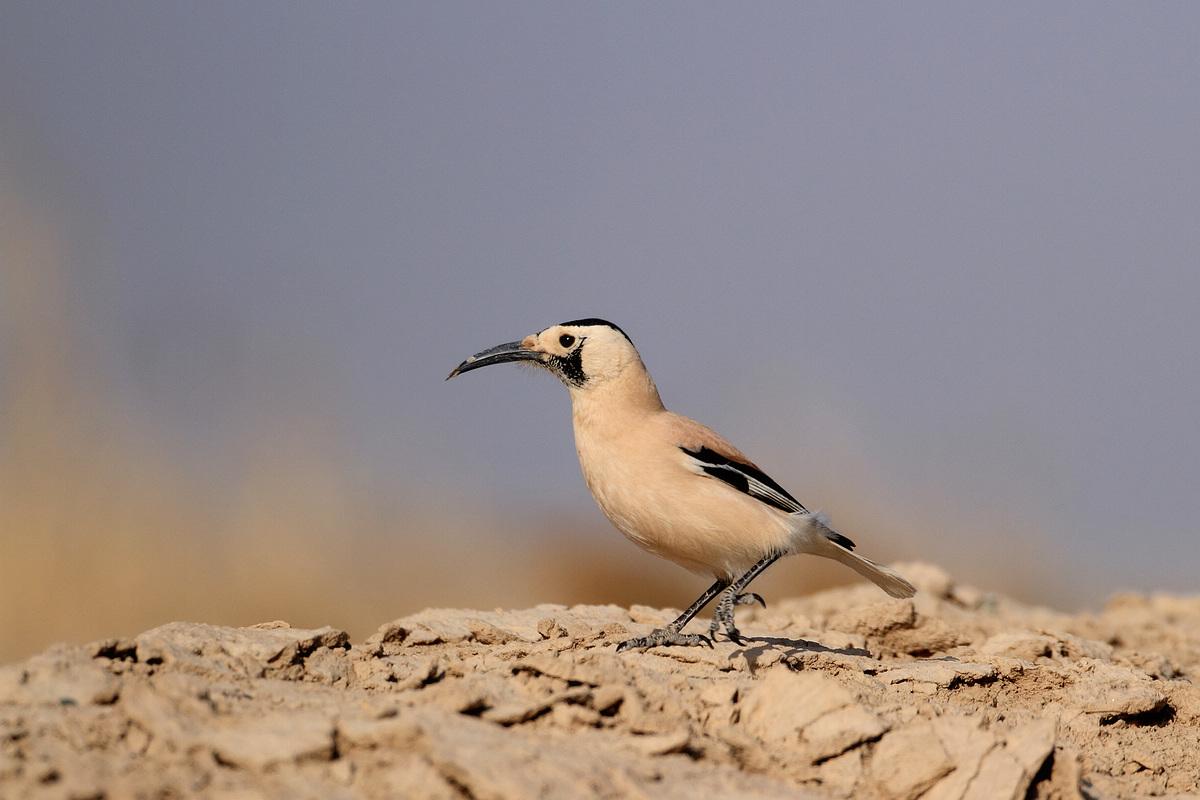 新闻搜索_新浪搜索_新浪网