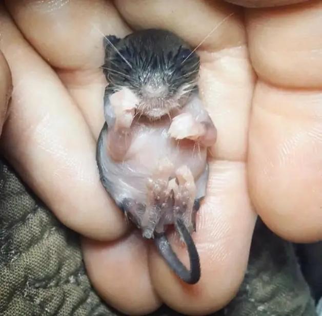 捡到老鼠幼崽,女子亲手一口奶一口奶喂养,长大后萌极了