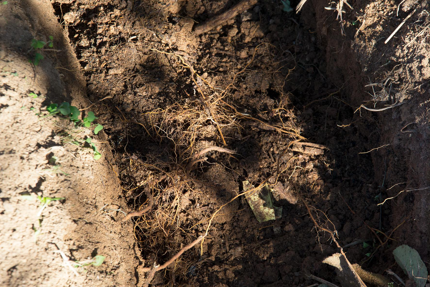苹果树秋施基肥挖断根,会不会影响下一年的长势?不仅不会还有利