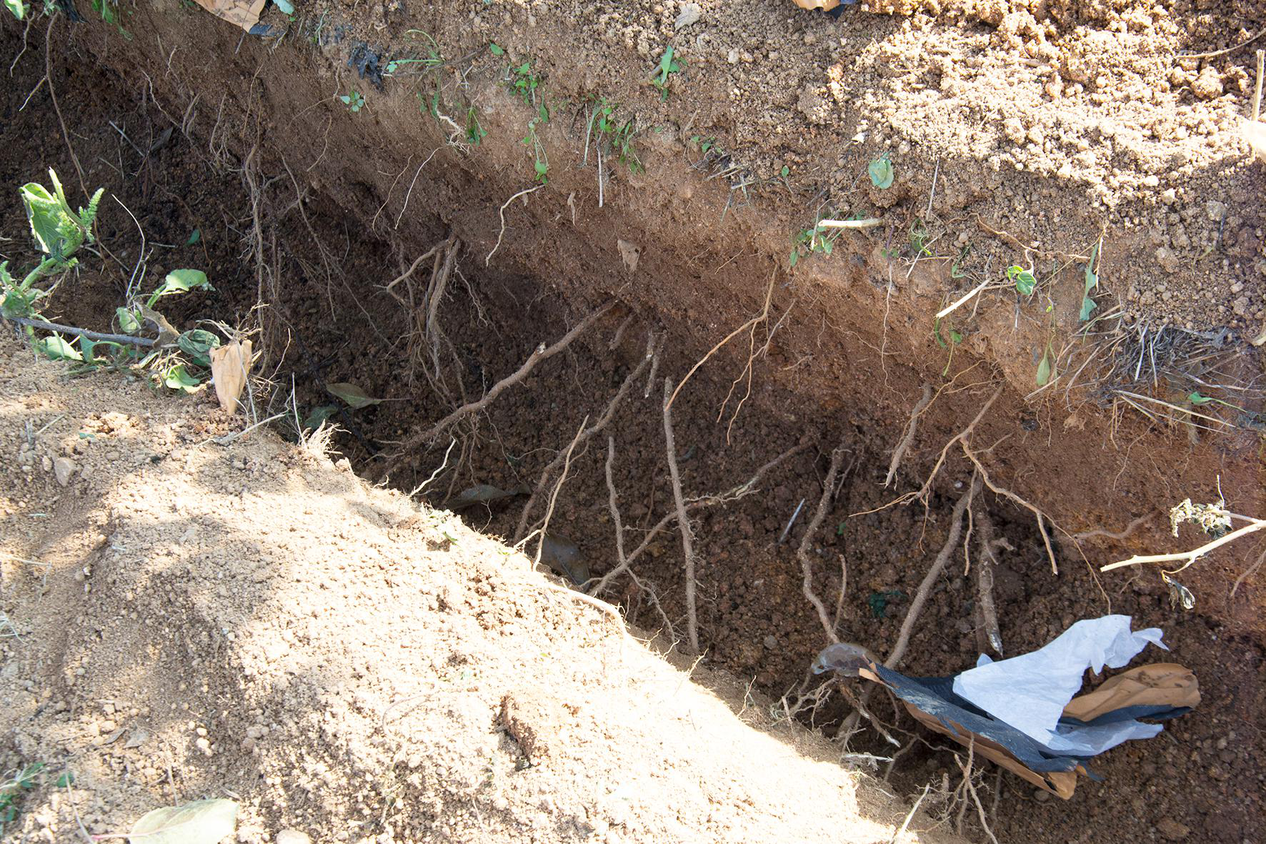 苹果树秋施基肥挖断根,会不会影响下一年的长势?不仅不会还有利