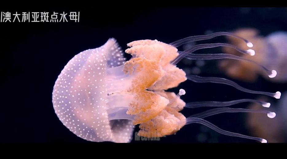 00:00 03:01 03:01 为您推荐: 深海管水母siphonophorae目,erennidae