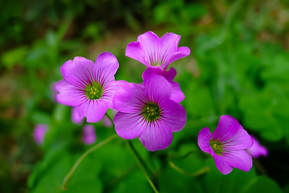 一种小花真神奇,开花时紫莹莹,冬天不怕冷很好养