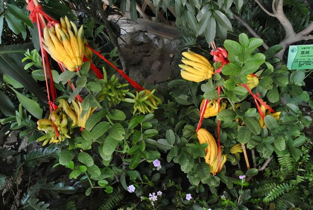 过年养一盆佛手花,造型喜庆还能吃,高贵典雅谁都喜欢