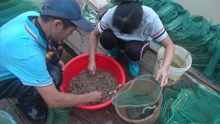 小池和老婆赶海大获丰收一盆泥虾六只青蟹还有半盆海鱼