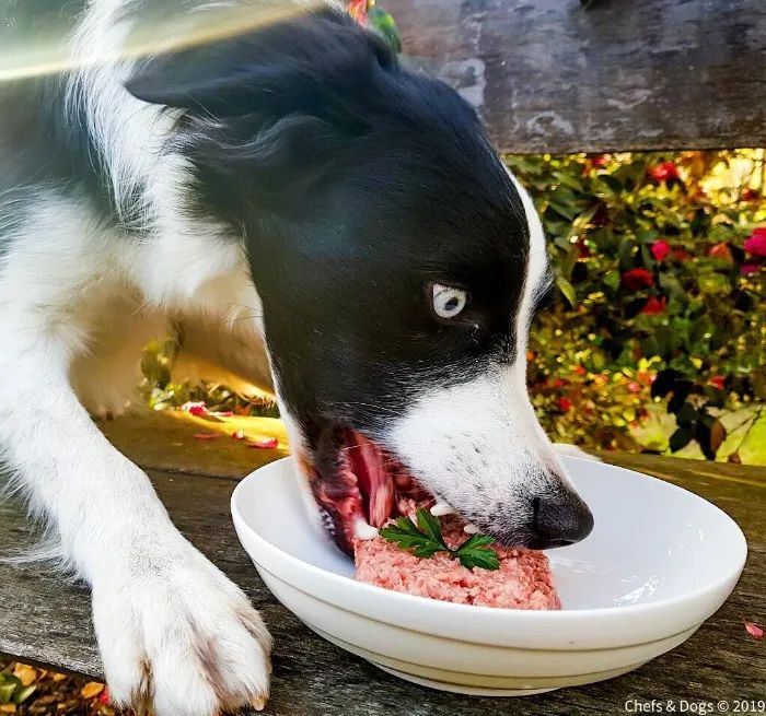 小哥每年花3万给狗狗做营养餐,这画风,米其林级别的狗粮