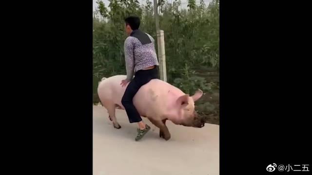 对会骑猪的男孩,毫无抵抗力!