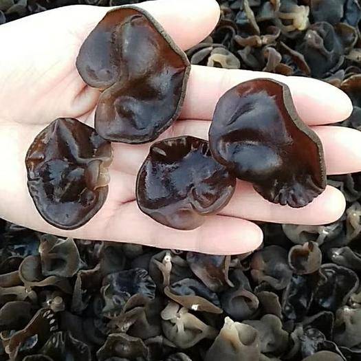 才清楚,辨别"加工"木耳如此简单,牢记这6点,一眼立马现原形