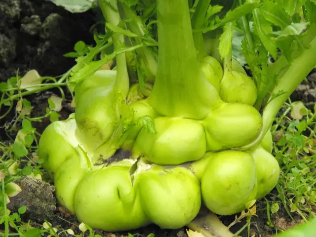 余姚榨菜,香嫩爽脆,百吃不厌,是余姚人念念不忘的味道