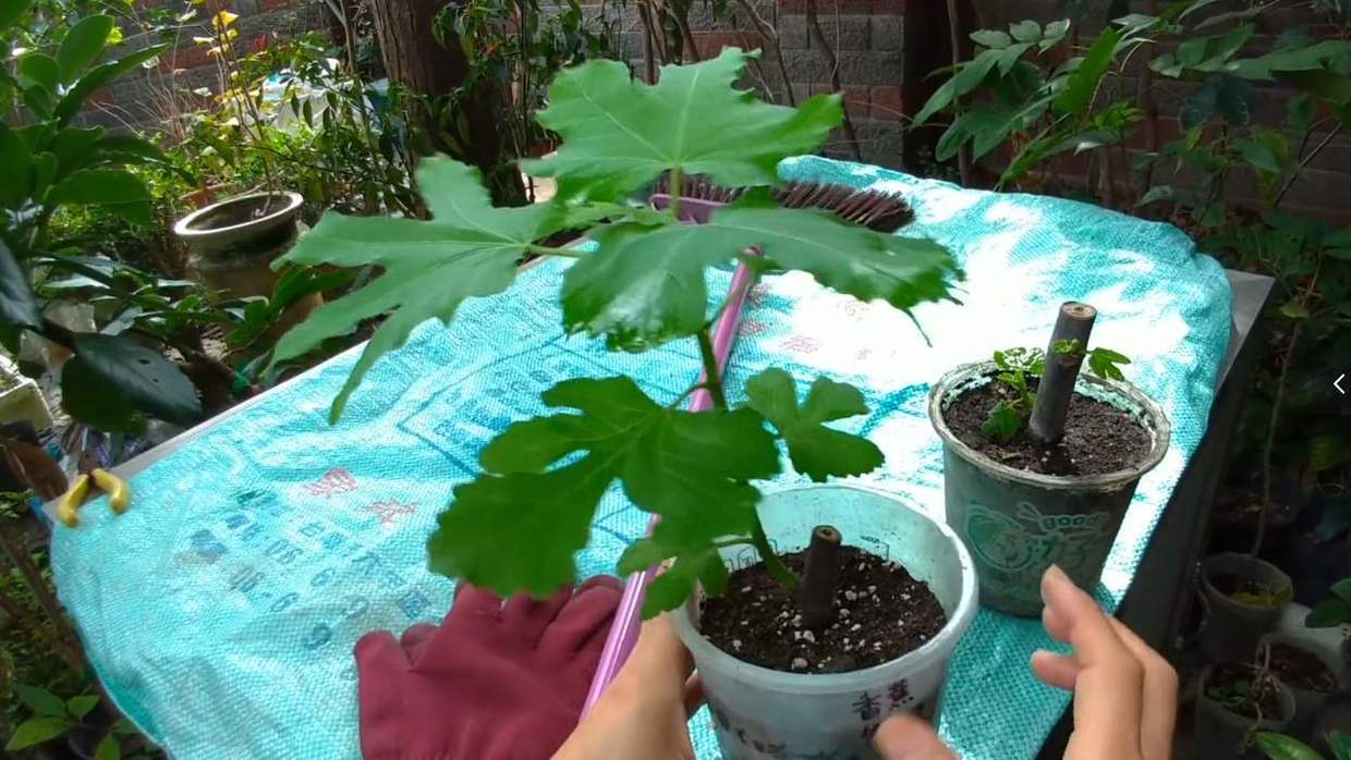 在我們地印象中植物最佳的修剪時間是在秋天,因為秋天的溫度比較適宜