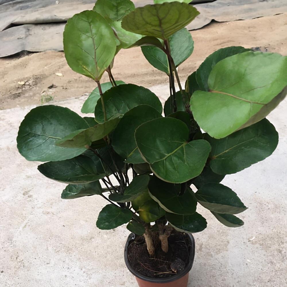 一种好运树长得别致,名叫金钱兜,寓意好过年来几盆