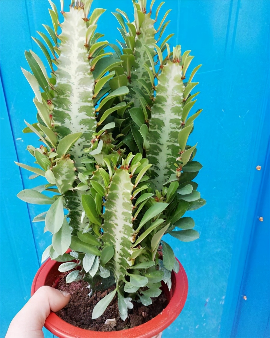 龙骨外形威猛养在家里能镇宅寓意极好该怎么养