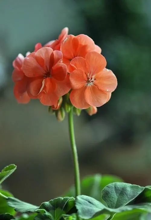 天竺葵真漂亮轻轻松松将它繁殖栽种在阳台上