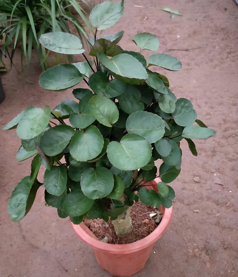 一种好运树长得别致名叫金钱兜寓意好过年来几盆