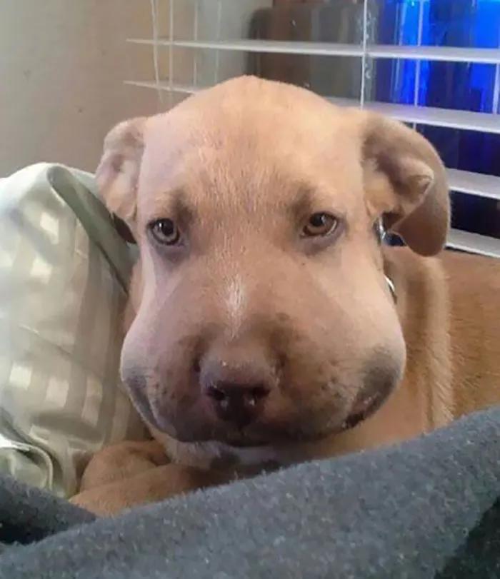 有些狗狗的输赢都写在了脸上!狗子:草率了!制空权很重要啊?