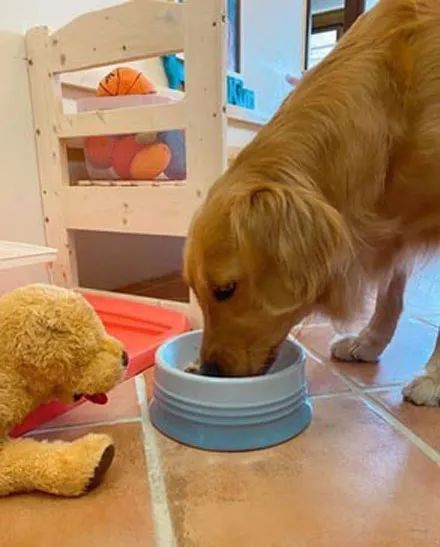 金毛挑食不肯吃饭,主人只好拿出绝招,它立马全部吃完!