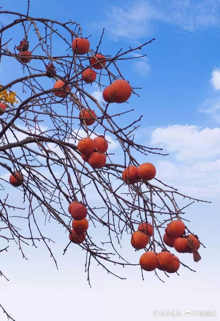 朱柿殷红映蓝天
