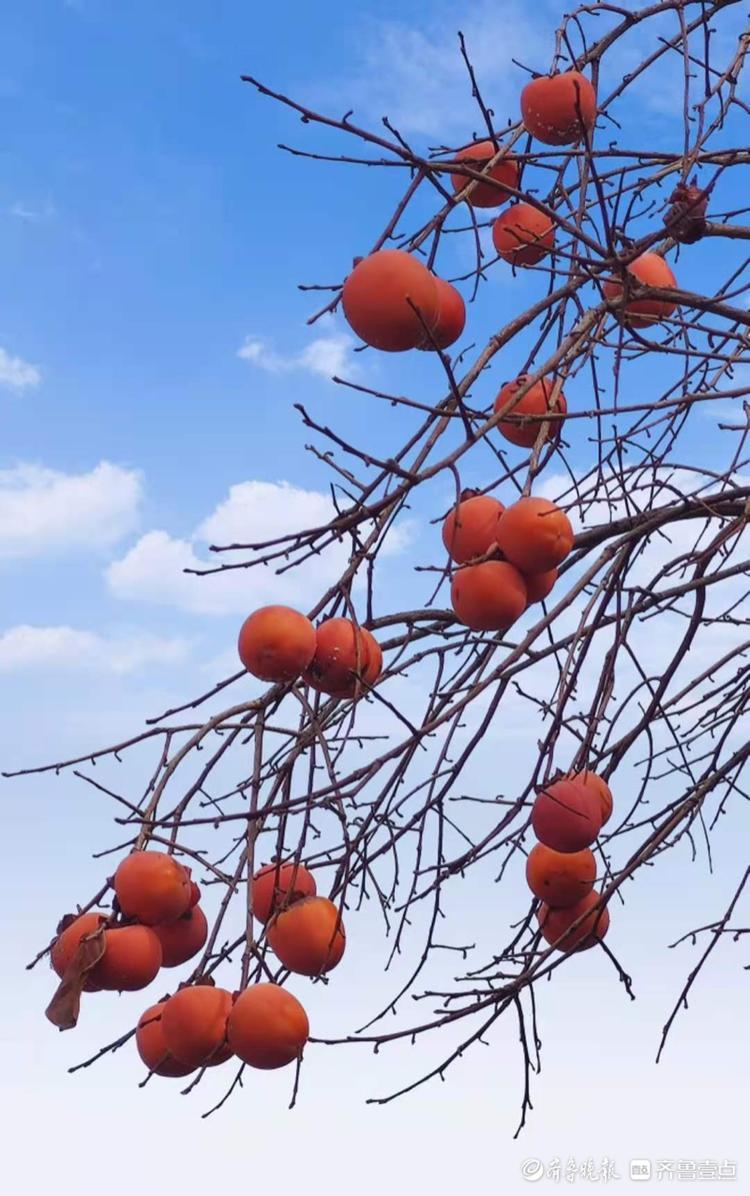 朱柿殷红映蓝天