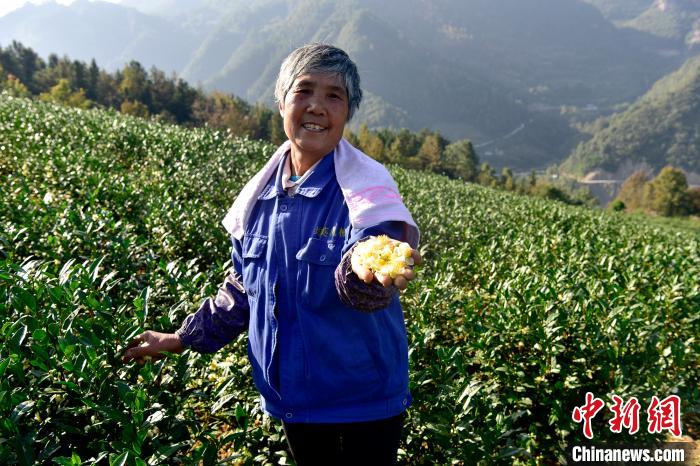 彭水保家镇白茶产业基地农户增收笑开颜。罗永皓 摄