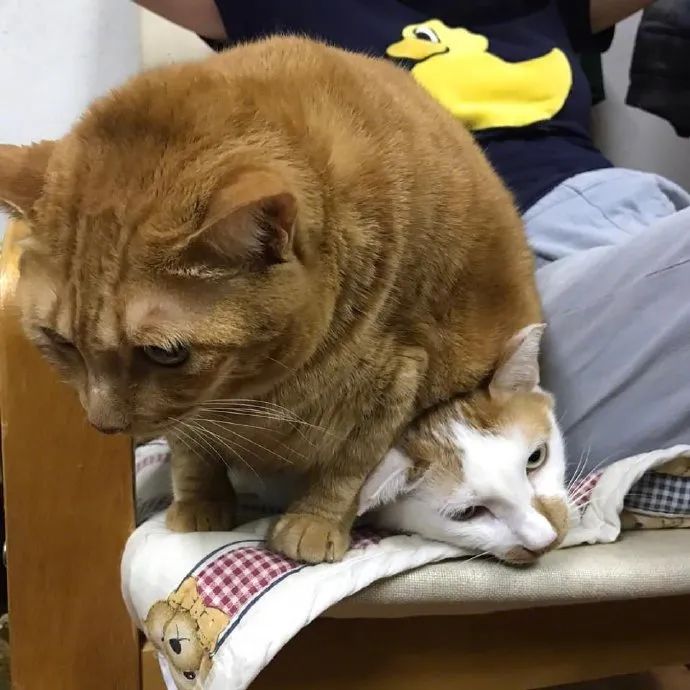 两猫躺沙发上,橘猫非得压在另一猫身上,那表情亮了!