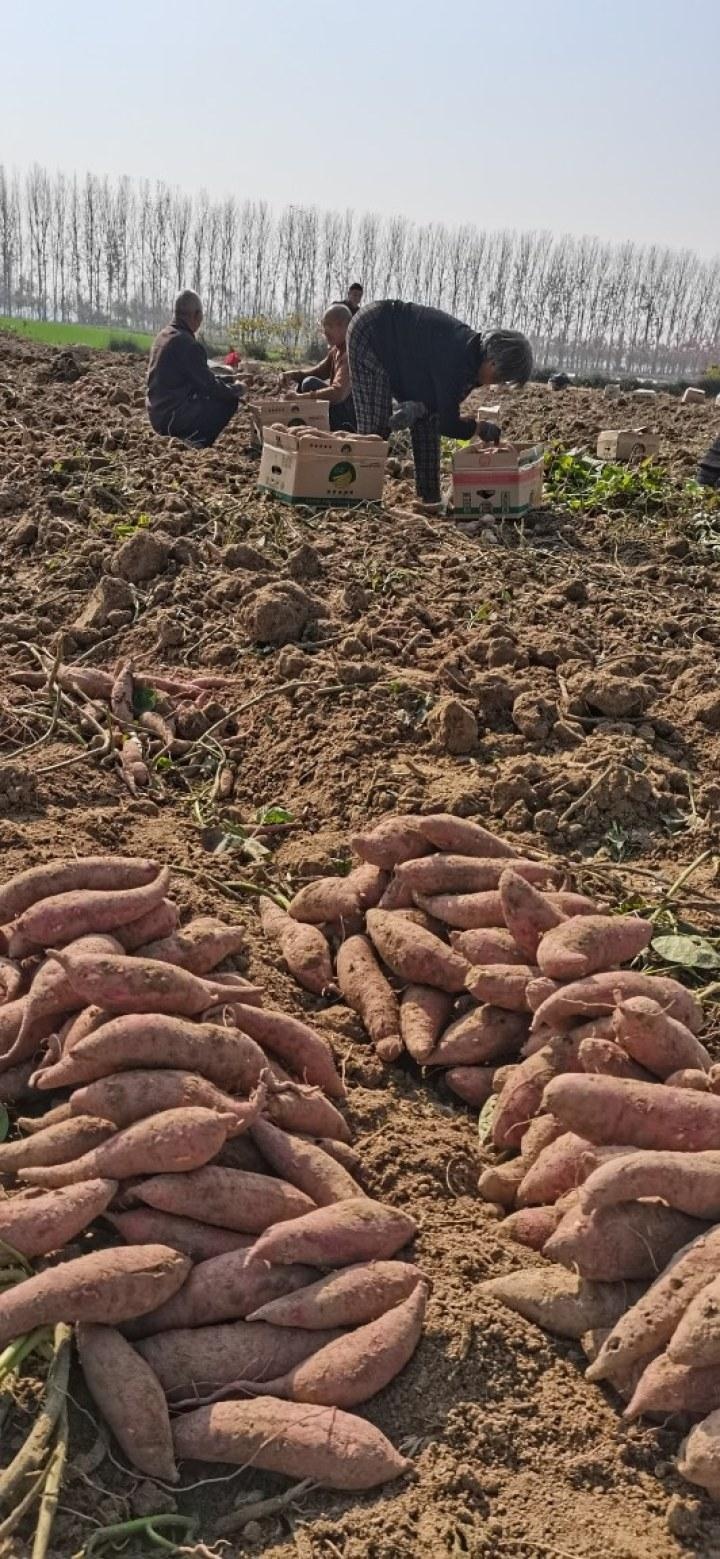 遂平文城:"西瓜红"红薯大丰收