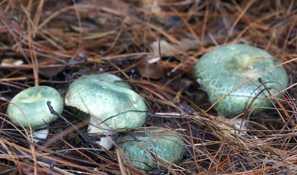 或以为青头菌格韵较高,但也有人偏嗜牛肝菌,以其滋味较为强烈浓厚.