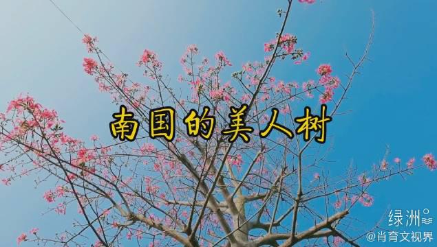 南国美人树 满树姹紫 如火嫣红 南国美人树 满树姹紫 如火嫣红