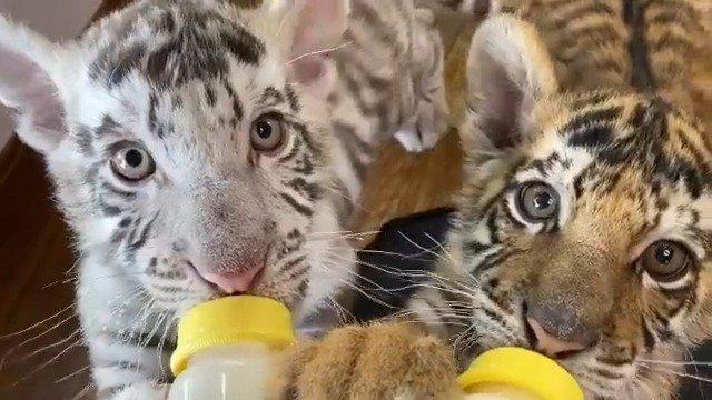 正在喝奶的小老虎!吮吸的声音也太治愈了