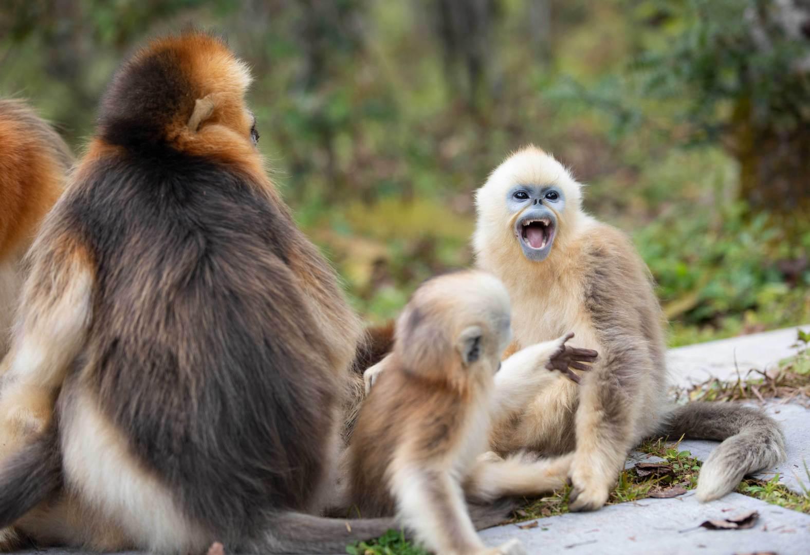 湖北神农架秋日猴趣
