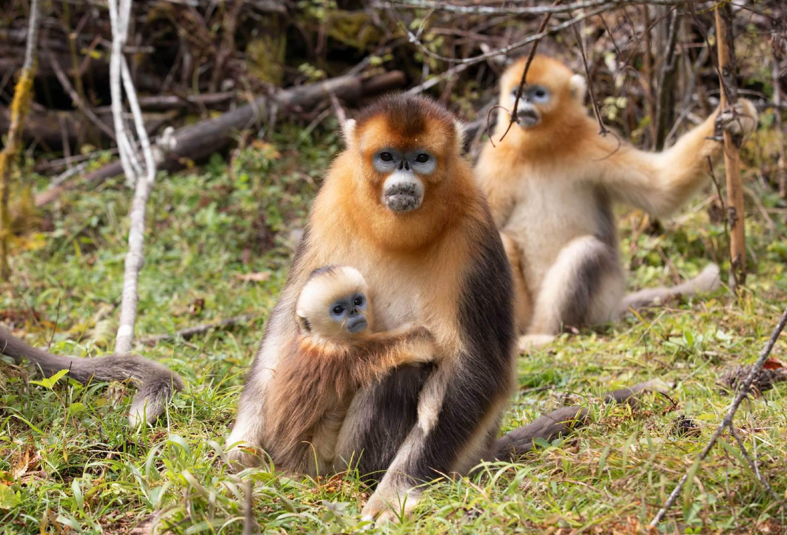 湖北神农架秋日猴趣