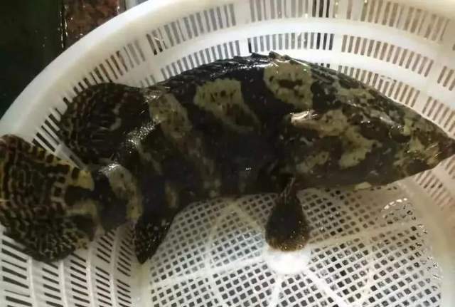 困难重重,这不近期就有媒体报道国内珍珠石斑的价格就下探到了谷底,来