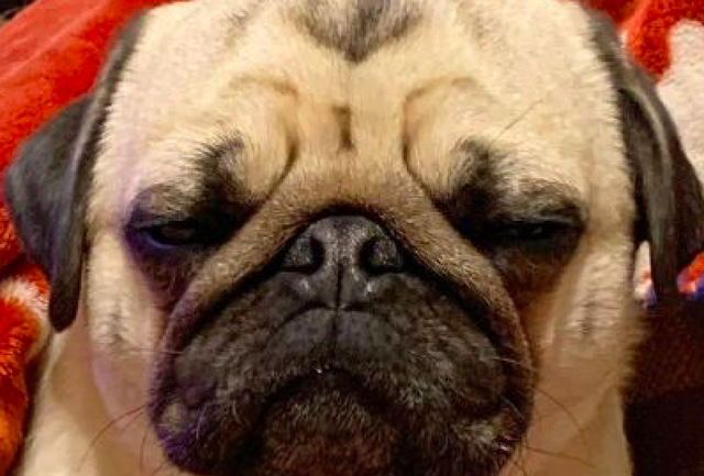 柴犬占了巴哥睡觉的地方,它一副愁眉苦脸的表情:你也不管管啊!