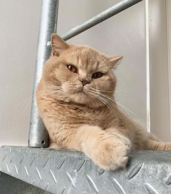 看什么看没见过这么拽的大佬猫吗