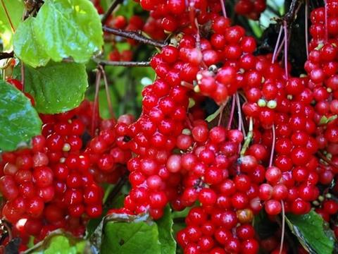 五味子|木耳菜|木瓜_新浪新闻