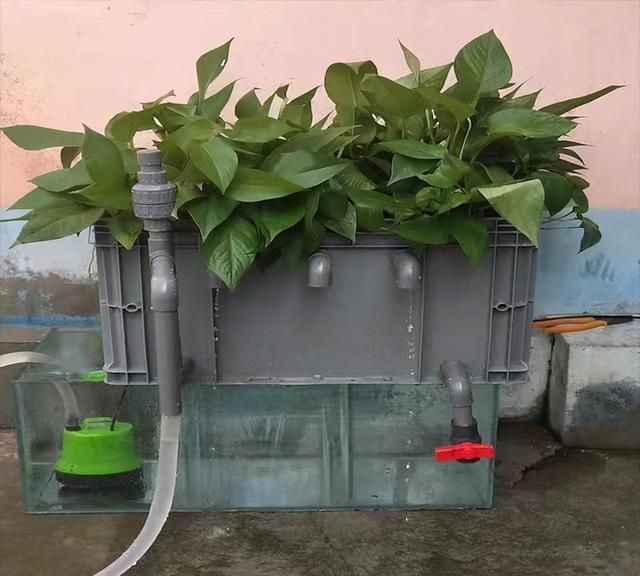 为什么沼泽过滤或者沙滤系统可以达到很好的过滤效果