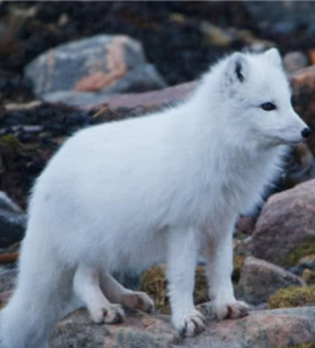 军人救了一条白狐狸,养了几天后将它放生,狐狸的行为泪目