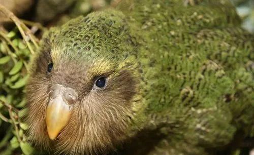 鸟中傻白甜,全球最胖,再度成为新西兰年度"鸟王"……|新西兰|鸮|鹦鹉