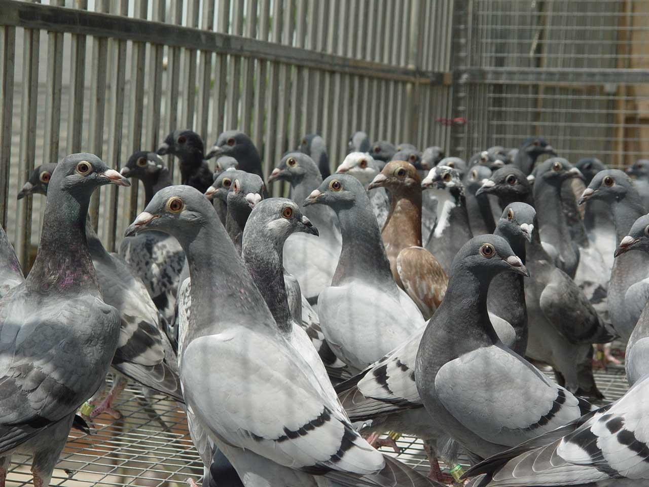 雏鸽总是喂得比较差?注意这几点