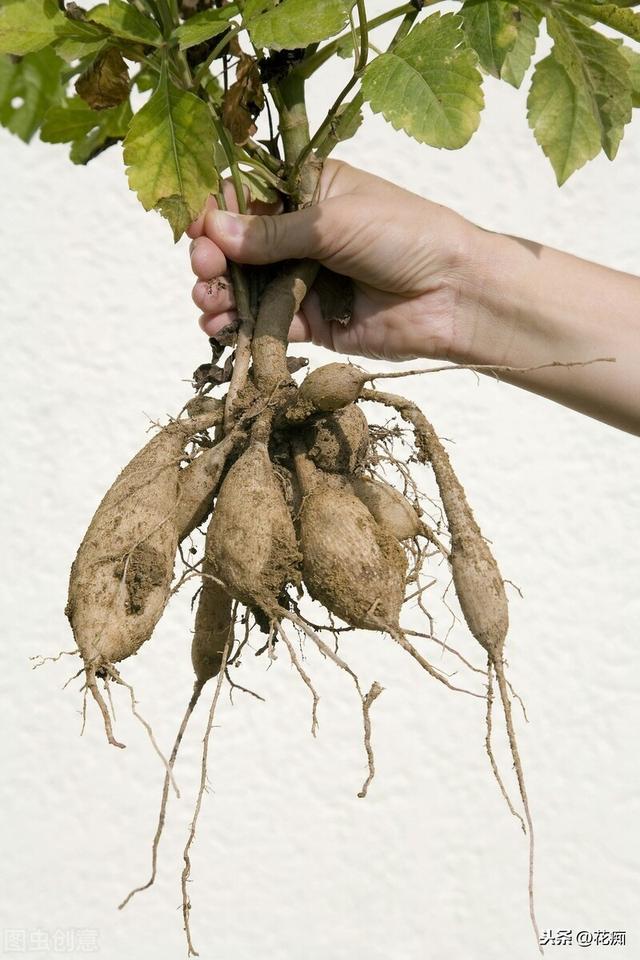 如果我们种植过大丽花的话,我们都应该见过它的根茎,长得很像红薯一样