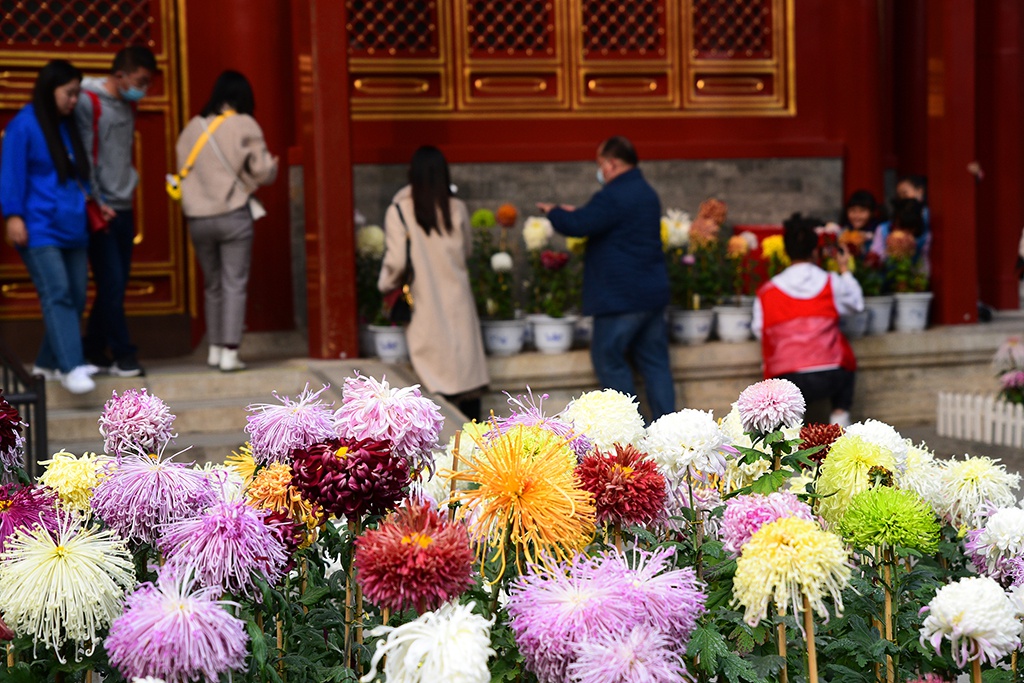 北京故宫慈宁宫花园多彩菊花吸引眼球