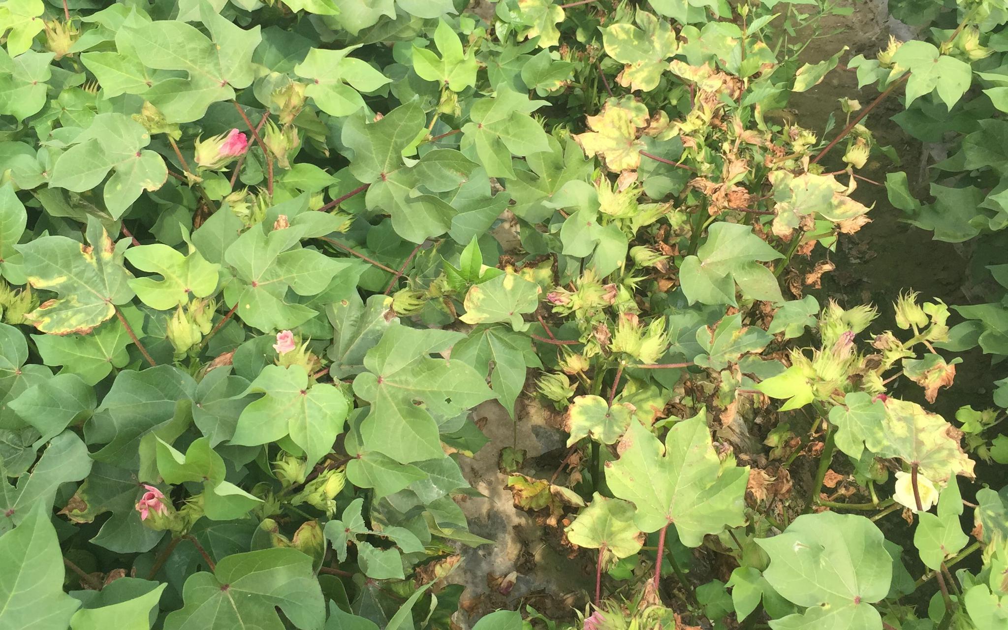 棉花黄萎病.中国农科院供图