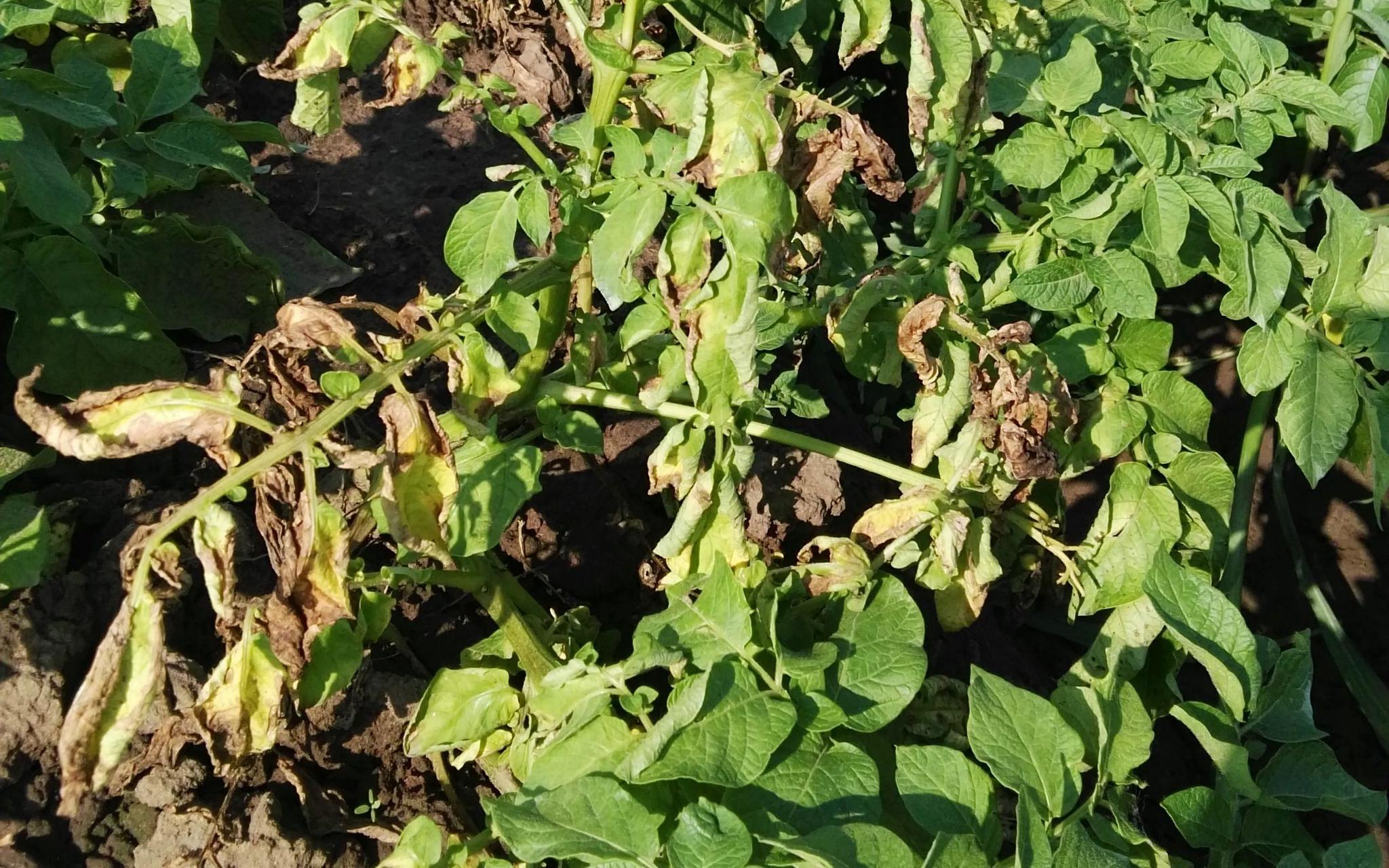 全球首个作物黄萎病菌资源和基因组数据库正式上线