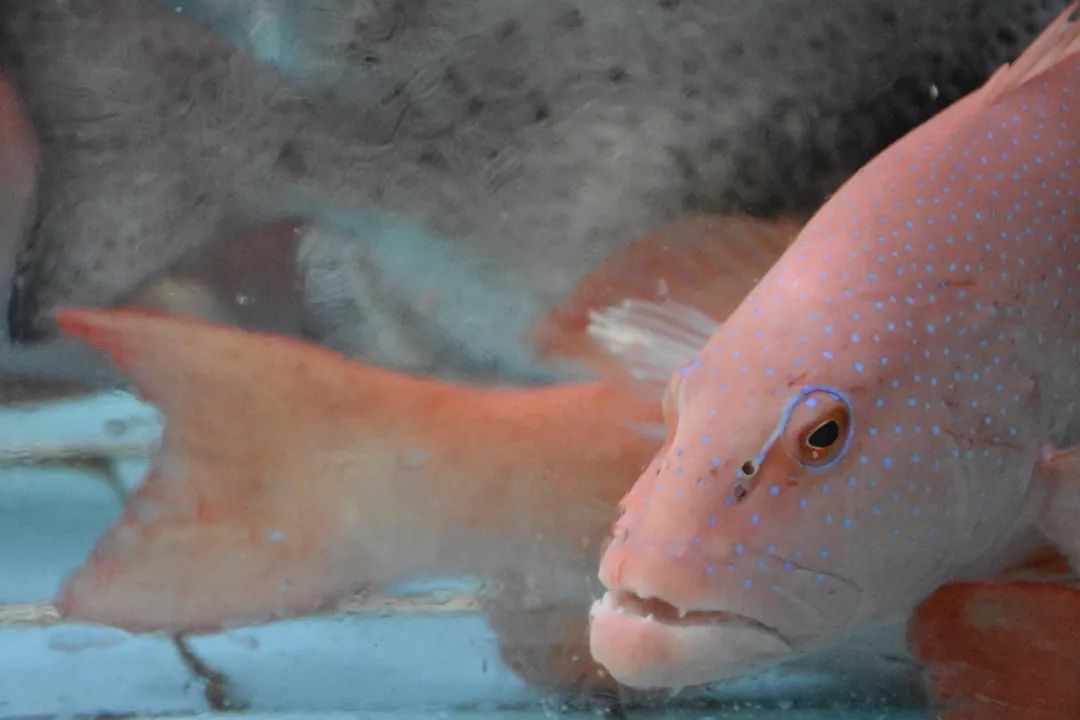 豹纹鳃棘鲈和其它大部分的石斑鱼一样,都是雌性先熟的顺序雌雄同体