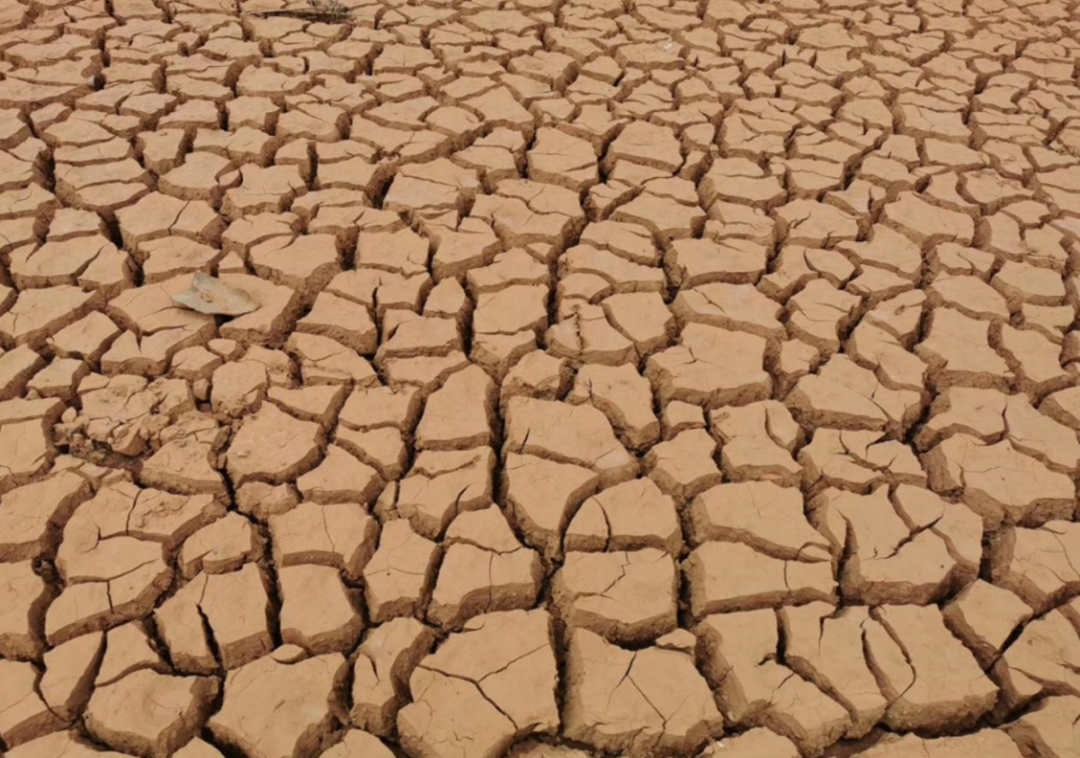 美党村2015年干涸龟裂的农田 &nbsp;王良春摄