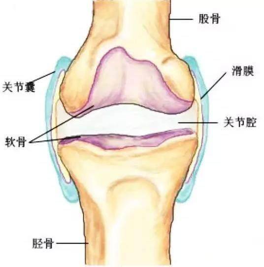 膝盖结构位置图图片