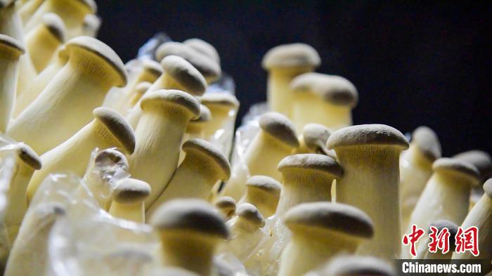 生长中的杏鲍菇. 王以照 摄