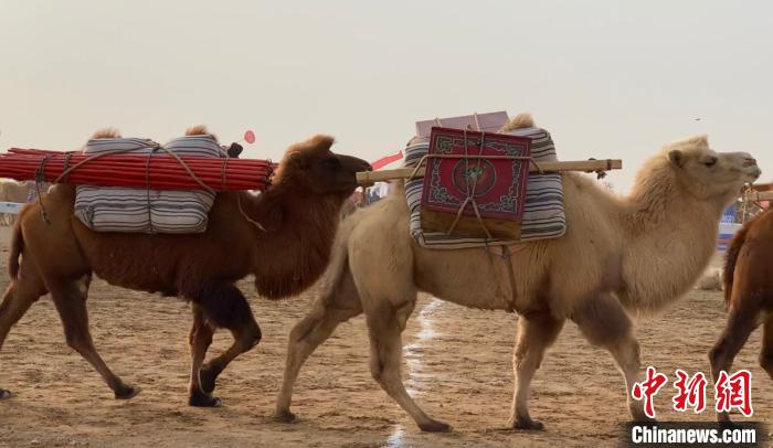 超6000峰骆驼聚初冬额济纳展驼文化