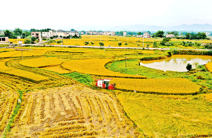 11月14日,宁明县明江镇岑岳村一台联合收割机正在稻田里开足